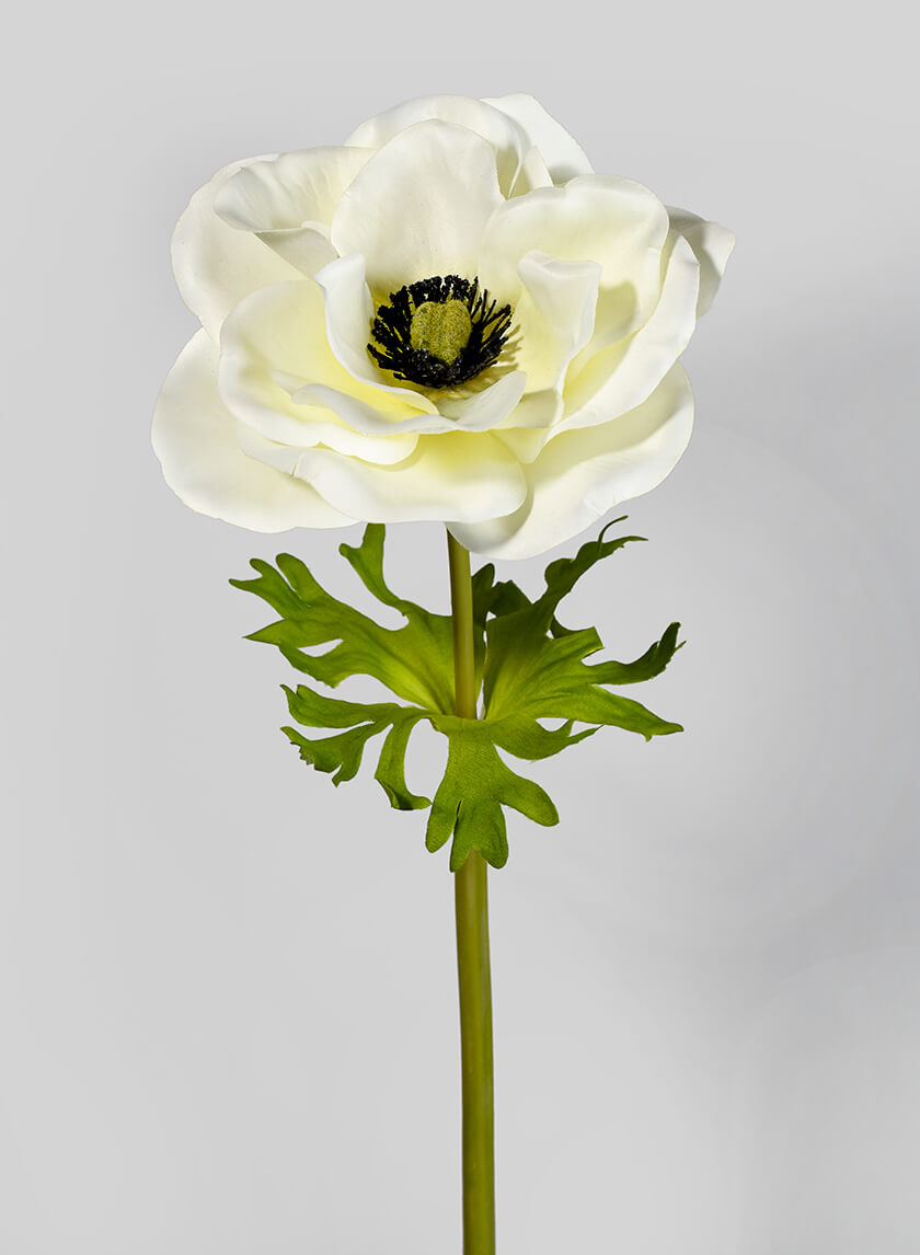 22in Cream Anemone