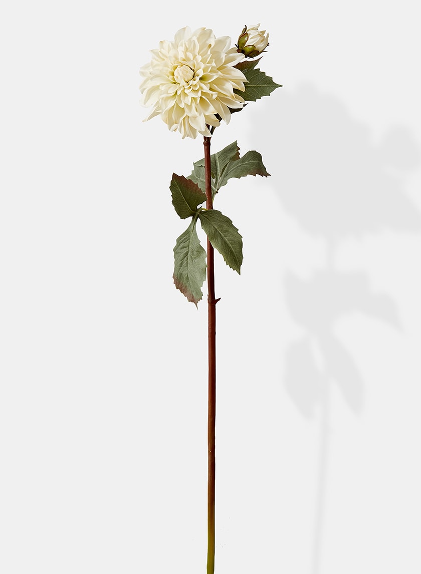 33in Cream Dahlia