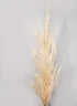 51in Cream Pampas Grass Reed