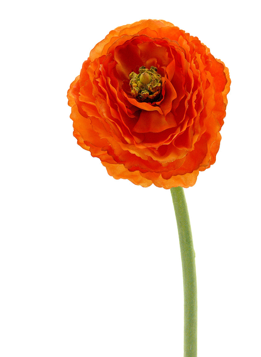 26in Dark Orange Ranunculus