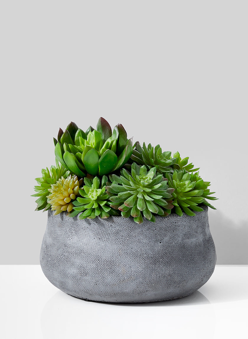 Echeveria Succulent Mix In Grey Cement pot