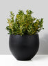 15in Black Ficonstone Fishbowl Pot