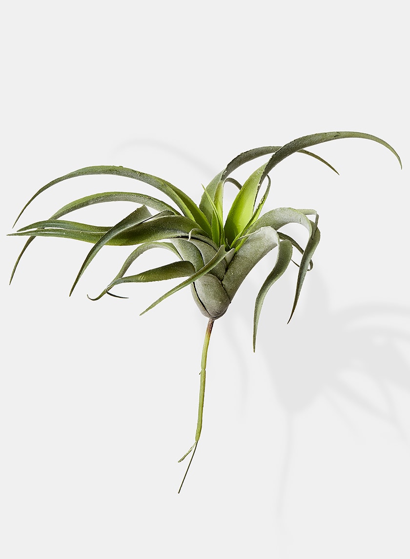 12in Frosted Tillandsia