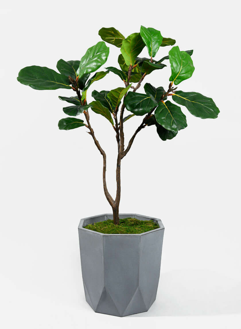 4ft Fiddle-Leaf Fig Tree