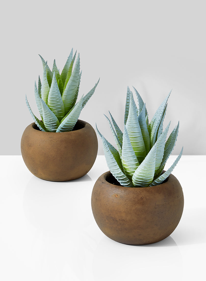 Haworthia Zebra In Brown Pot