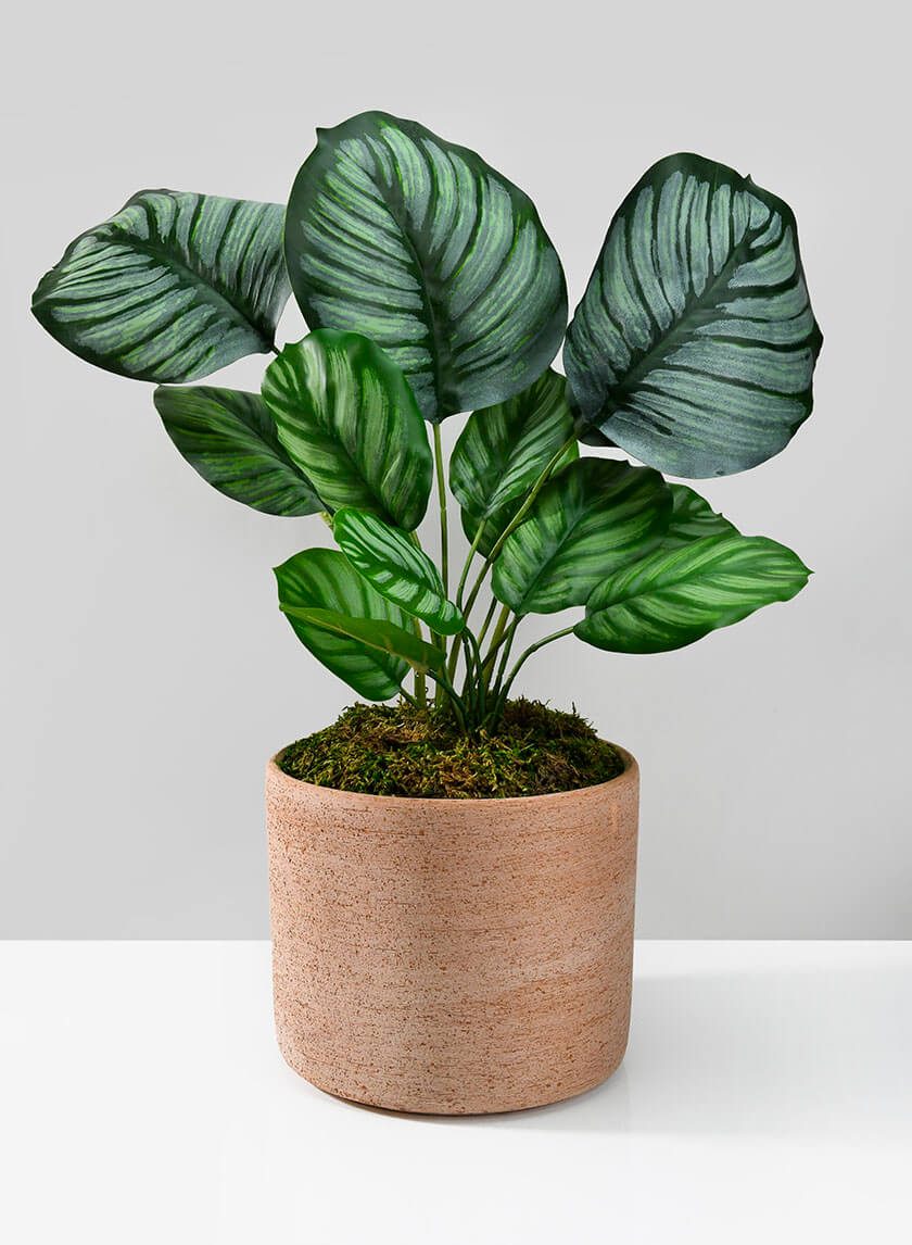 Potted Maranta Plant