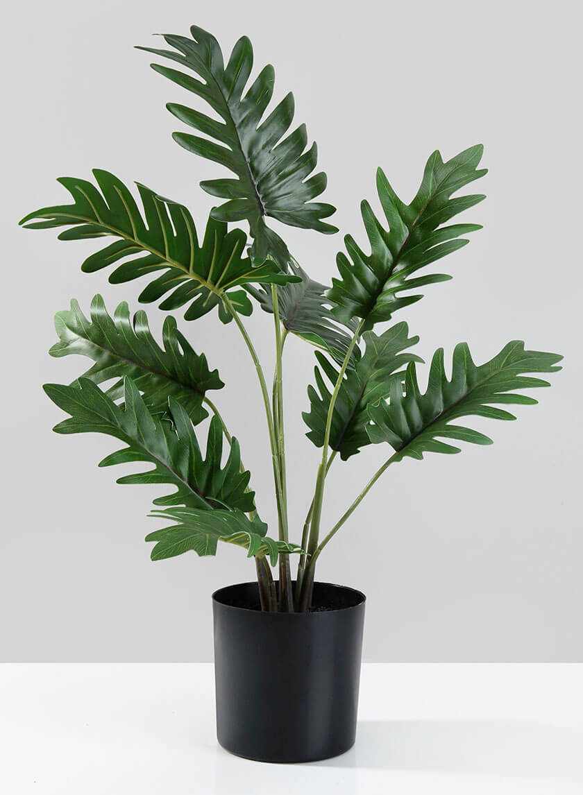 Potted Philodendron