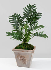 Potted Philodendron