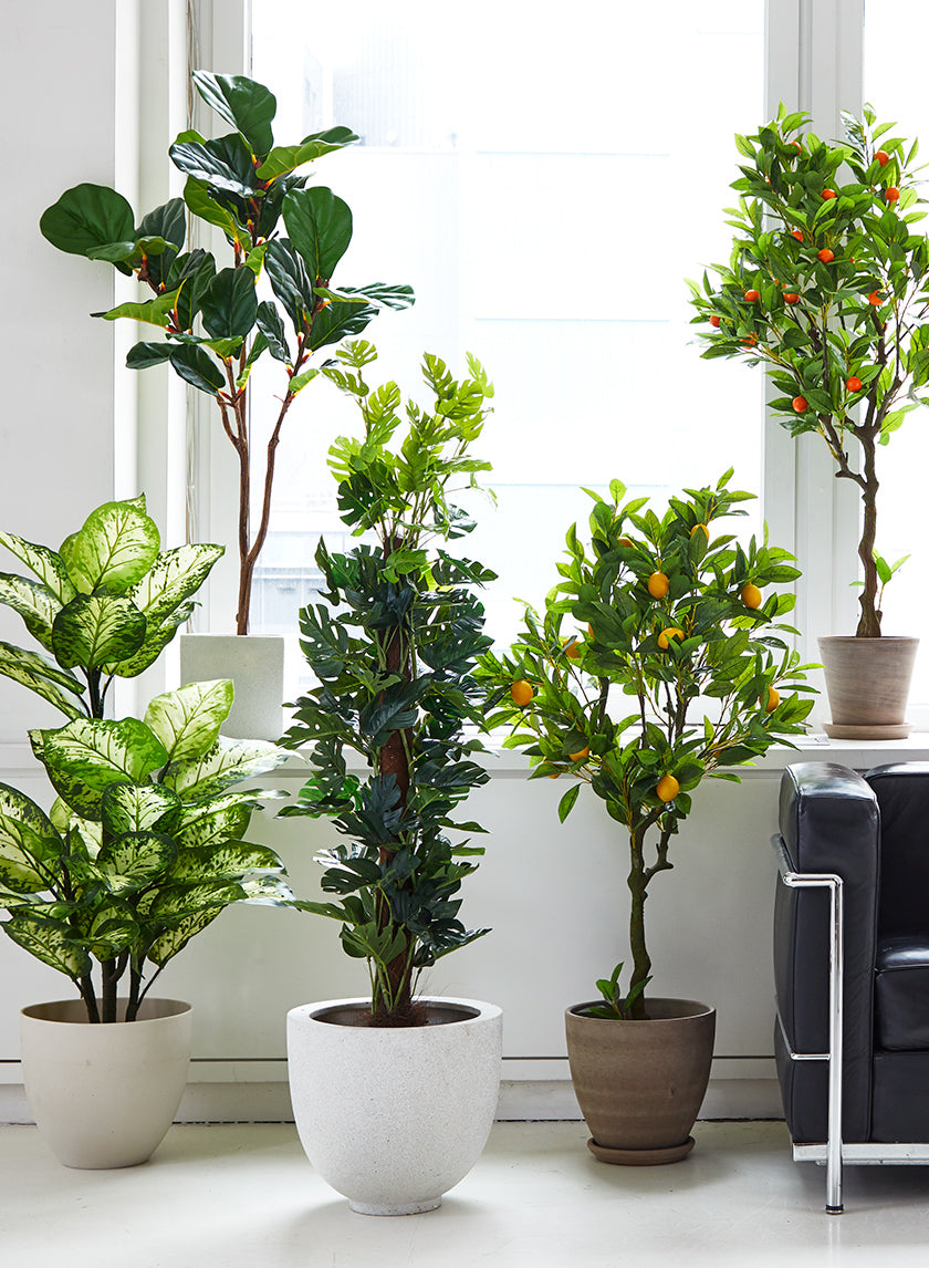 4ft Fiddle-Leaf Fig Tree