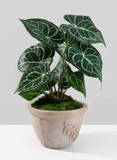 Potted Anthurium Plant