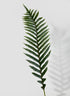 Fishtail Fern Leaf