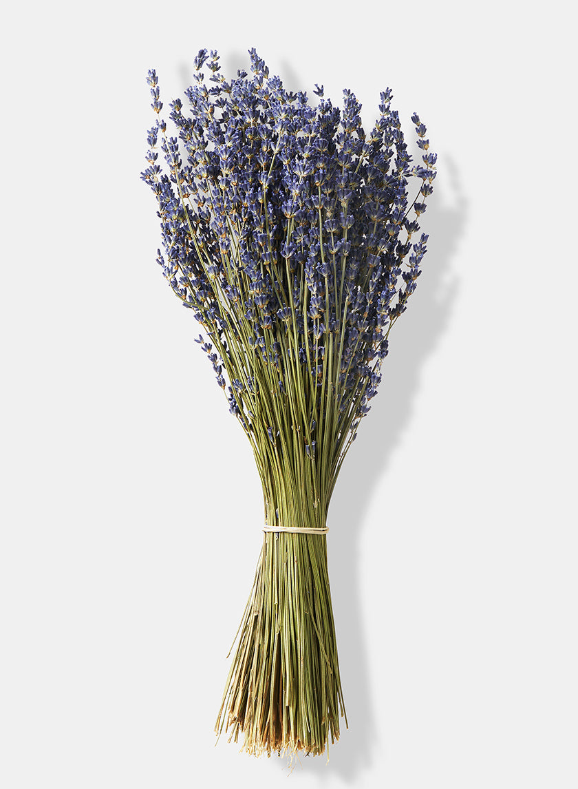 Super Blue French Lavender Bunch