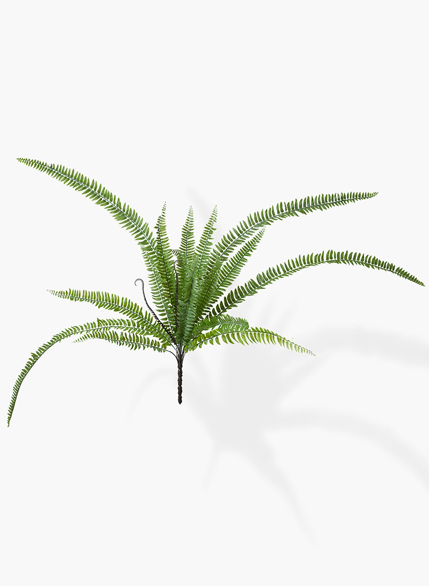 37in Giant Boston Fern Pick