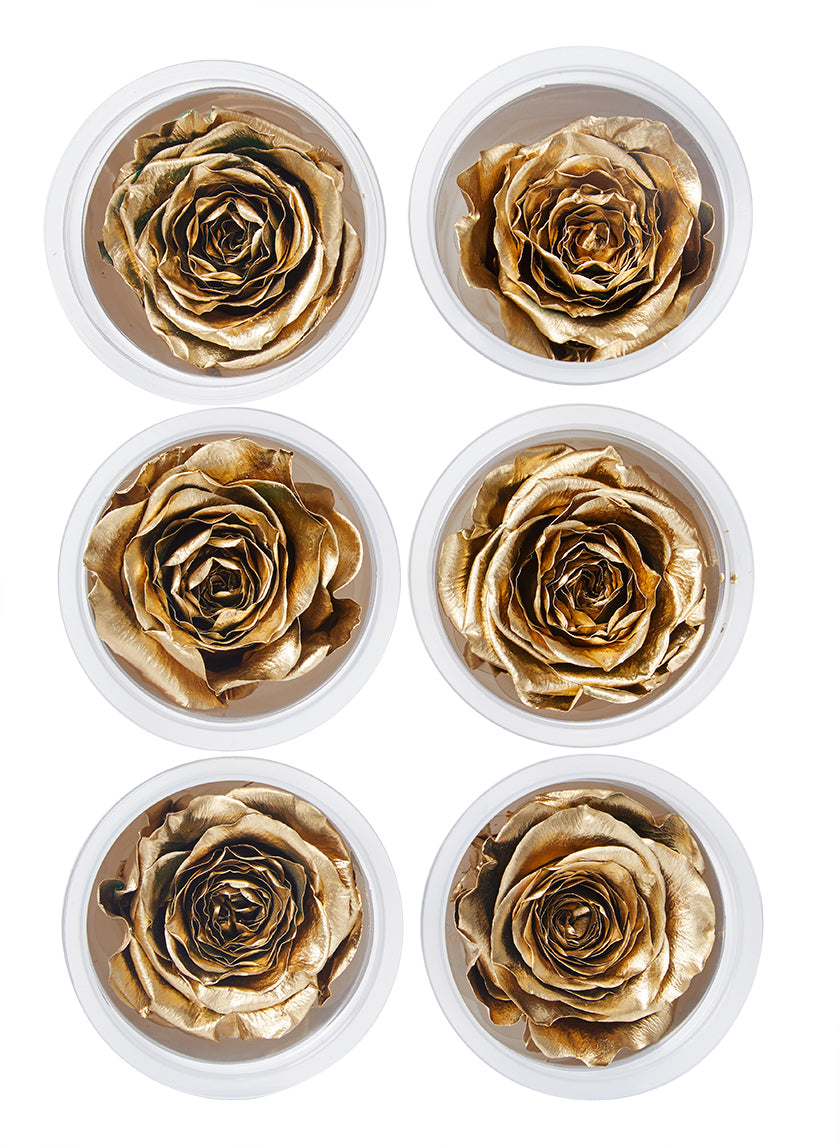 Preserved Gold Roses