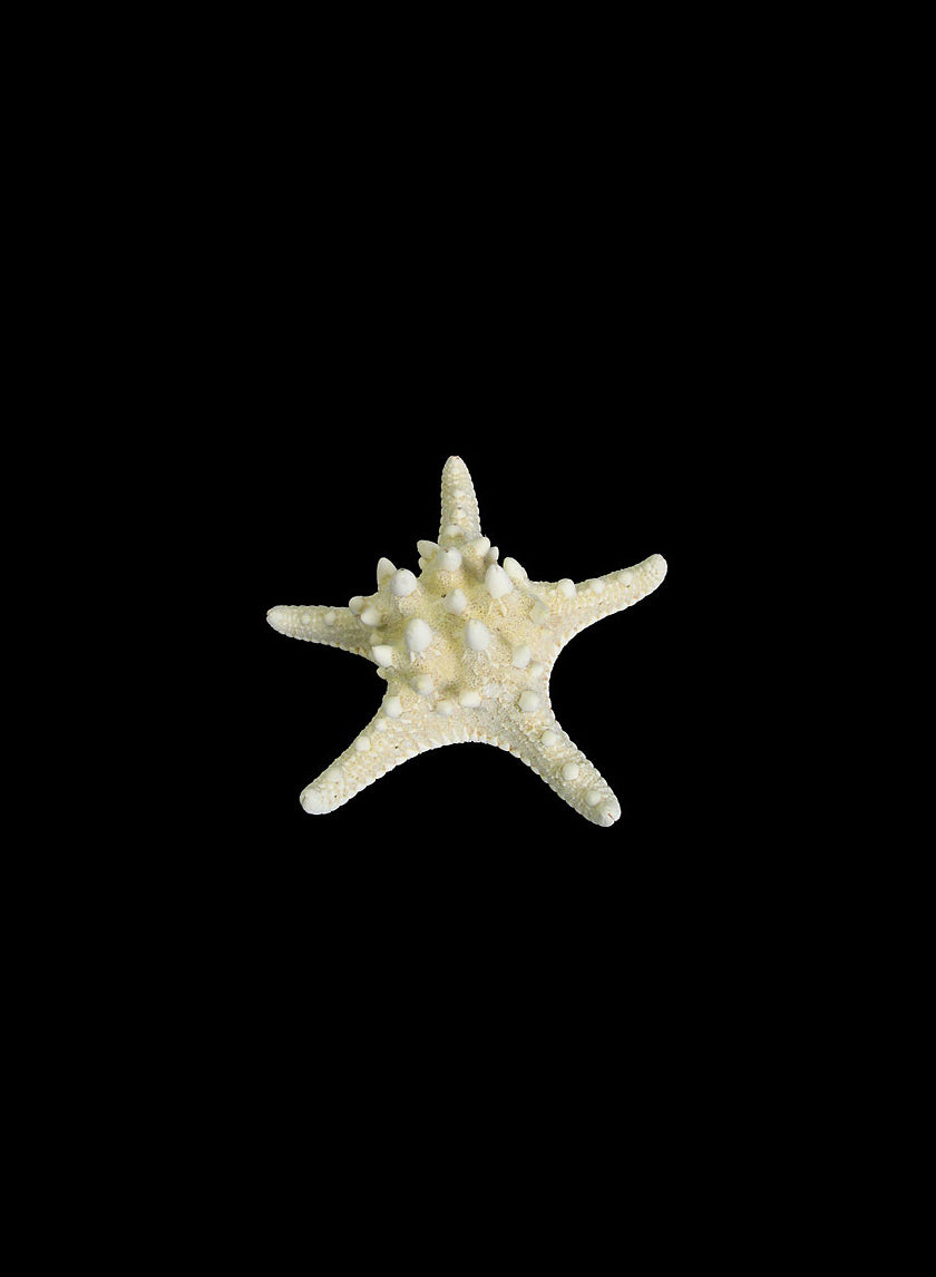 Knobby White Starfish