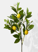 30in Lemon Tree Branch