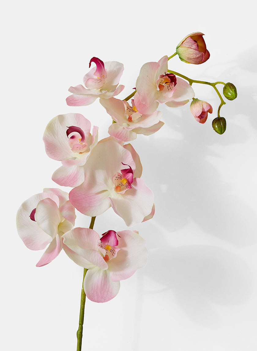 43in Light Pink Phalaenopsis Orchid Spray