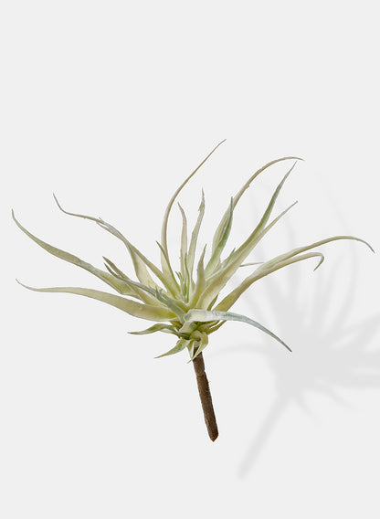 Mini Tillandsia