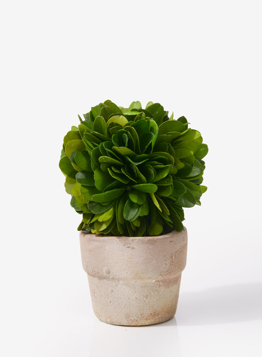 2  1/4in Dia Boxwood Ball Topiary