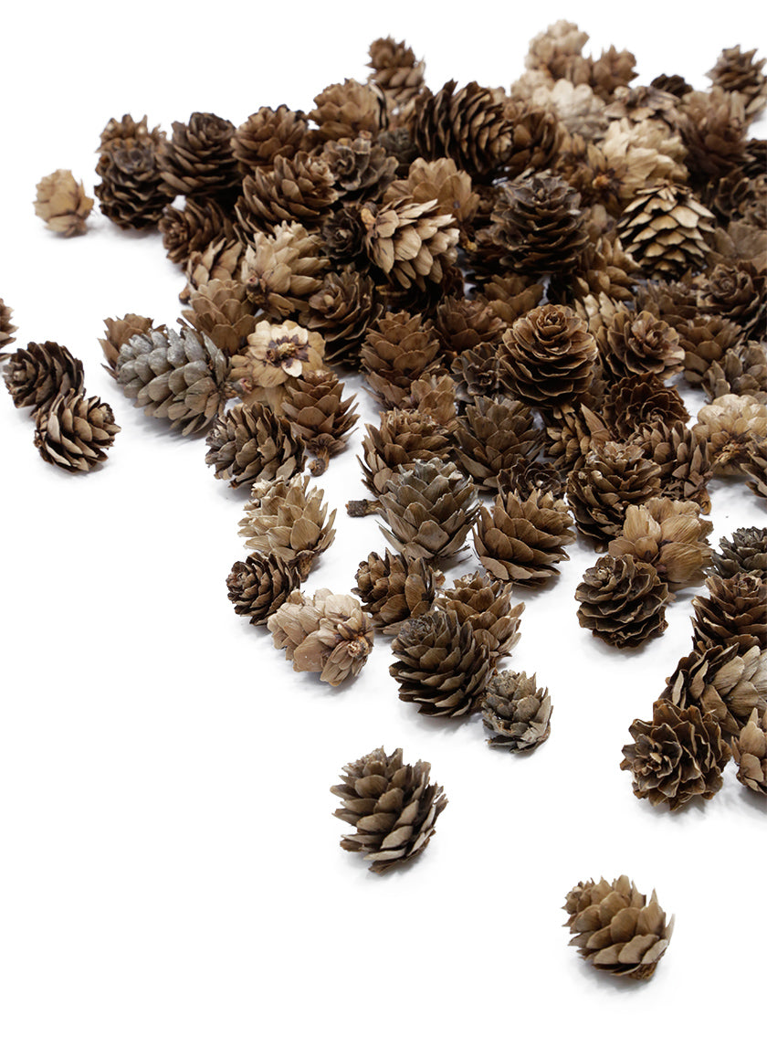 Natural Mini Pine Cones