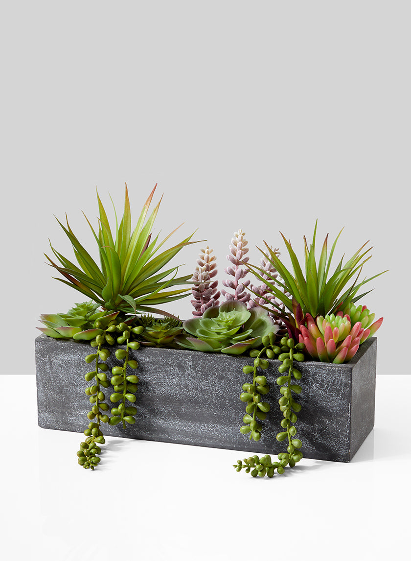 Mixed Succulents In Rectangular Planter