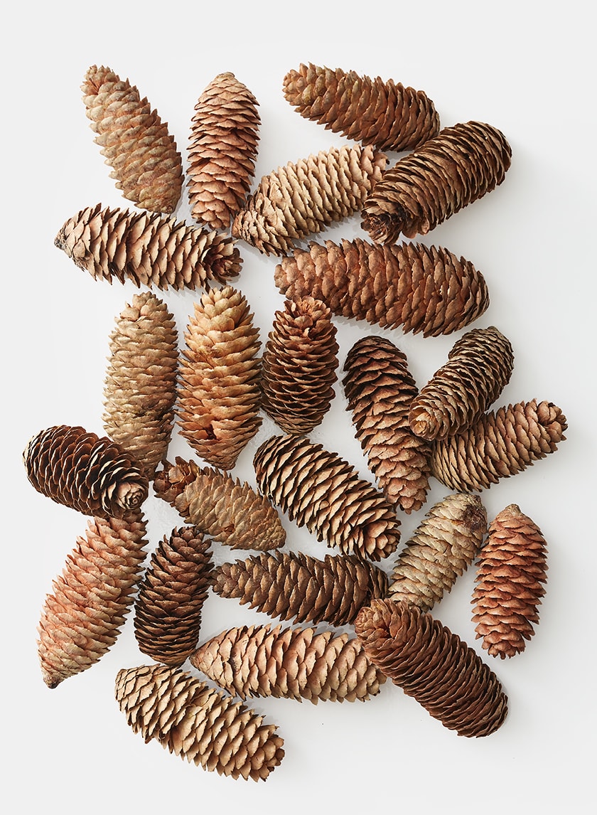 Natural Pine Cones