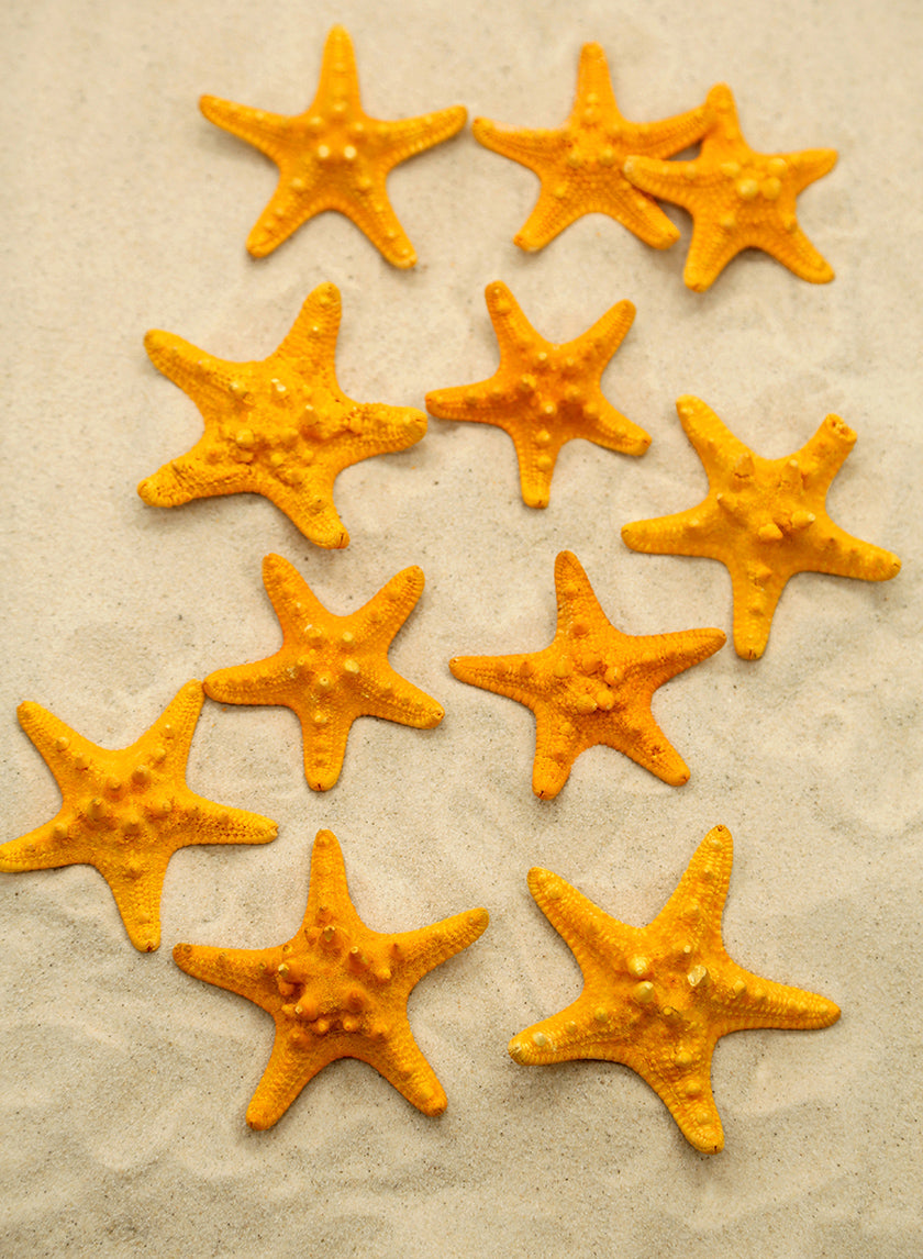 3-4in Orange Knobby Starfish