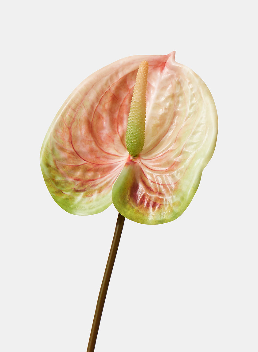 22in Peach &amp; Green Anthurium Spray