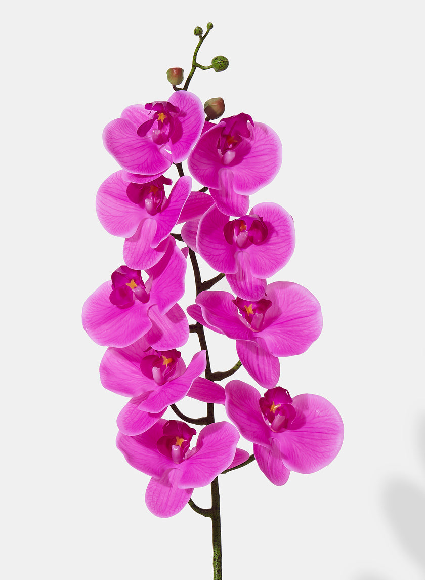 38in Pink Phalaenopsis Orchid