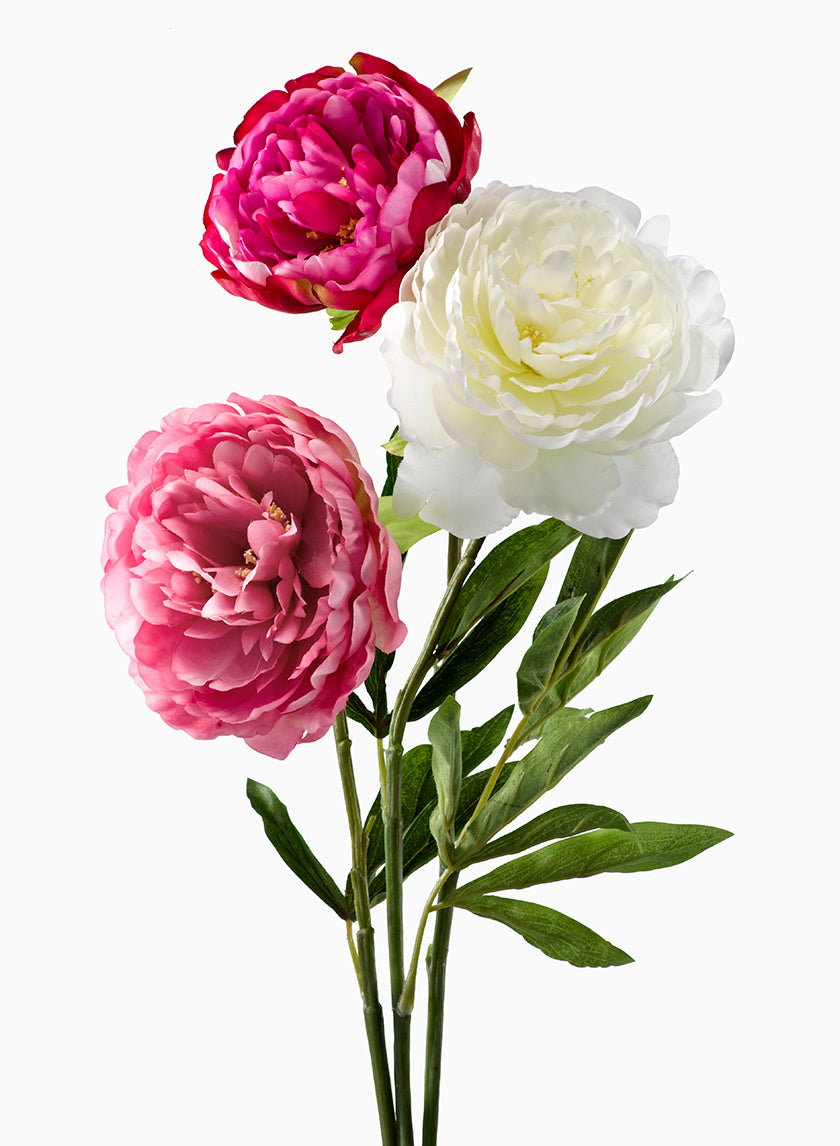 Light Pink, Magenta, &amp; White Peonies