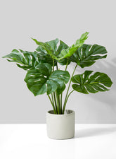 Monstera Plant In Cement Pot