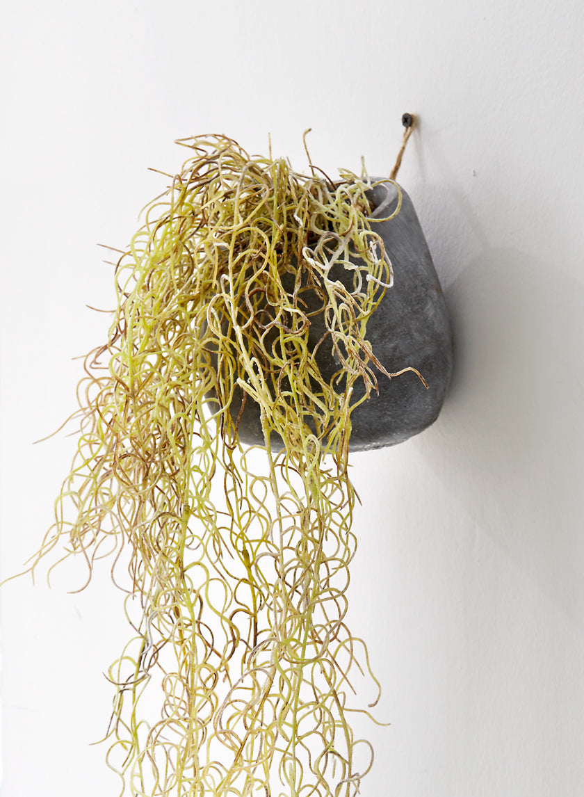 Flocked Spanish Moss In Wall Pot