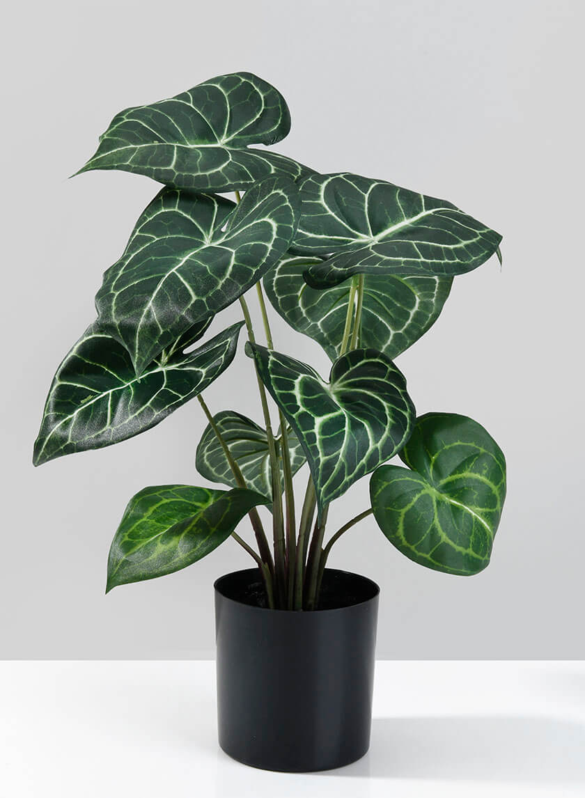 Potted Anthurium Plant