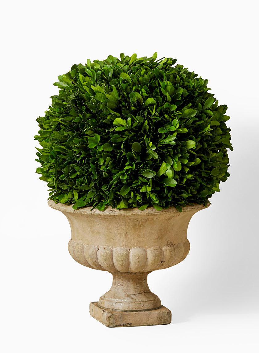 Preserved Boxwood Ball In Urn, 16in H