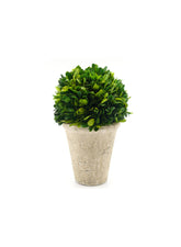 4in & 7in Preserved Boxwood Ball In Pot