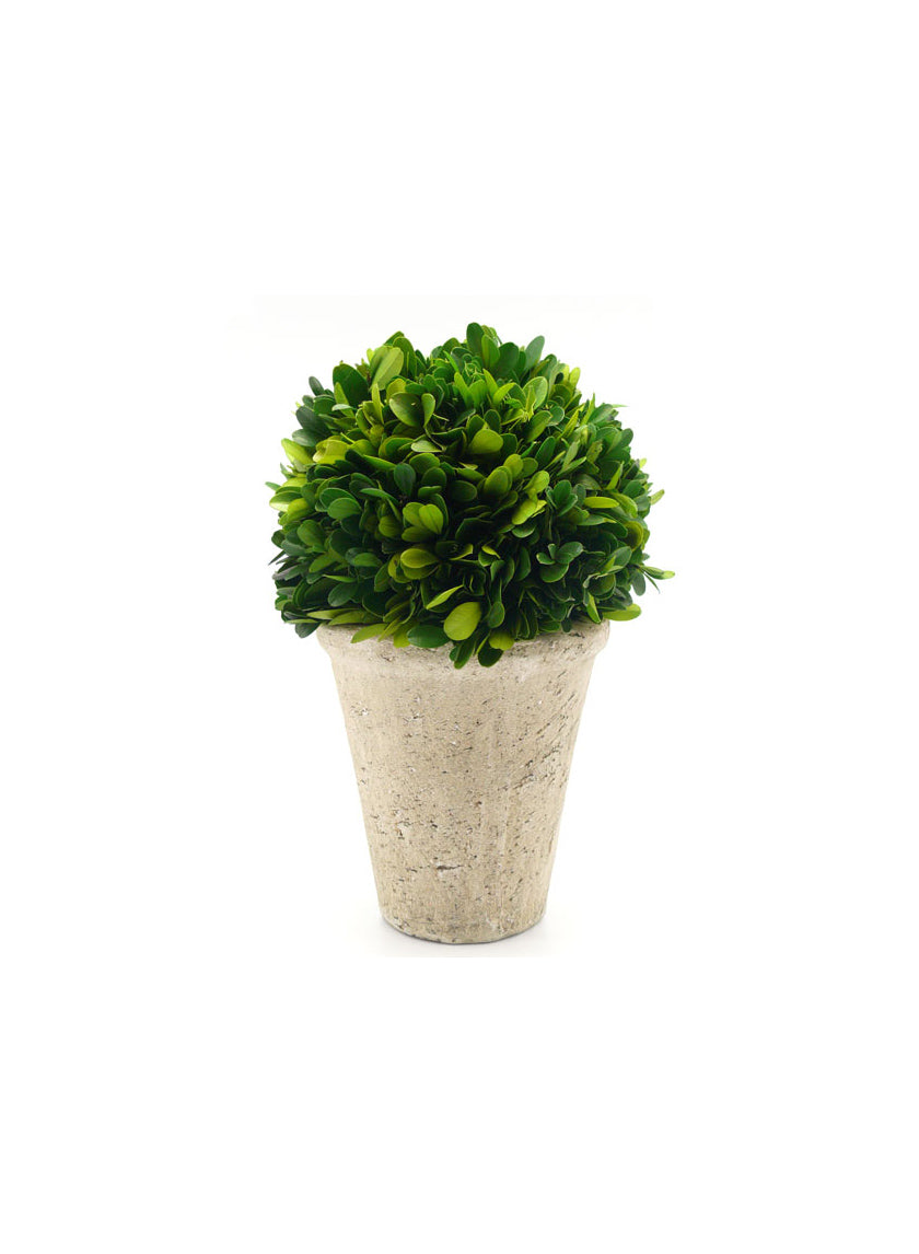 4in &amp; 7in Preserved Boxwood Ball In Pot