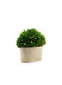 14in Preserved Boxwood Oval In Pot