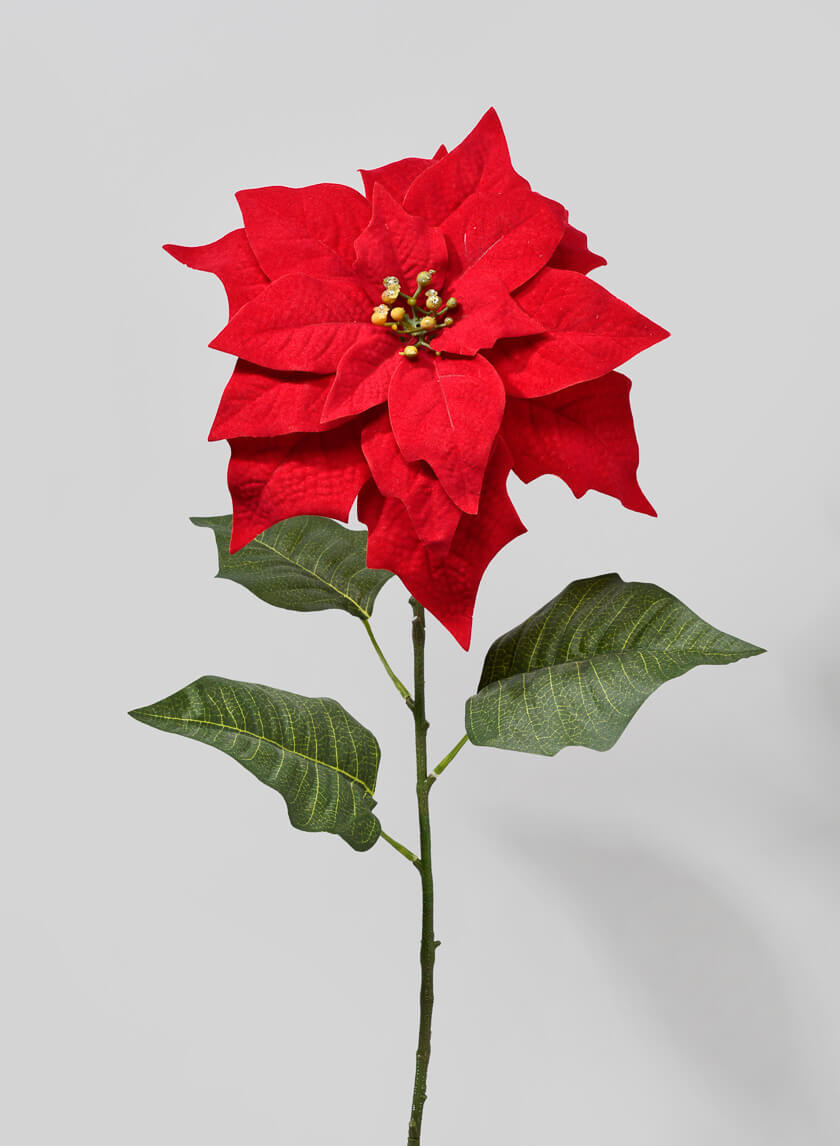 Red Poinsettia Stem