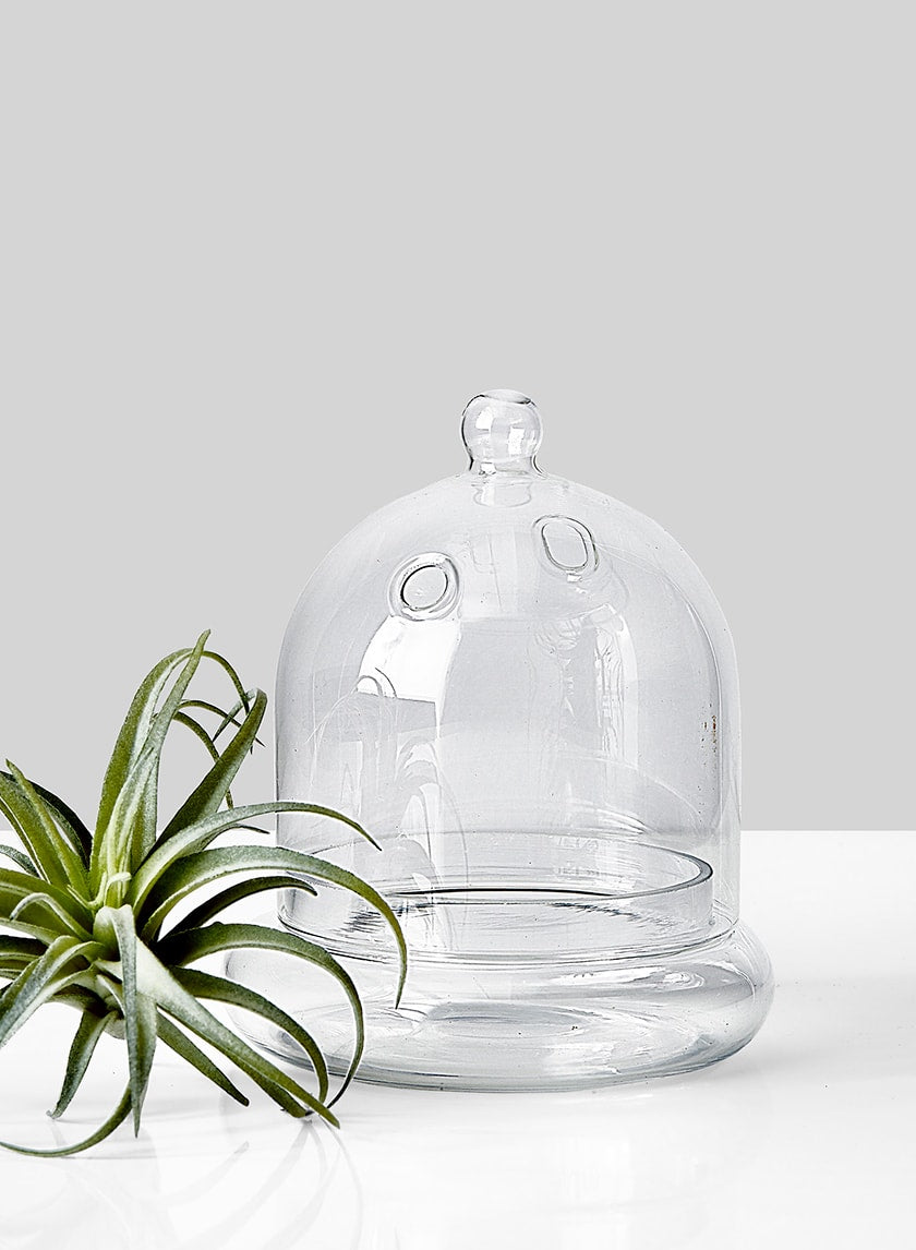 6in Glass Terrarium