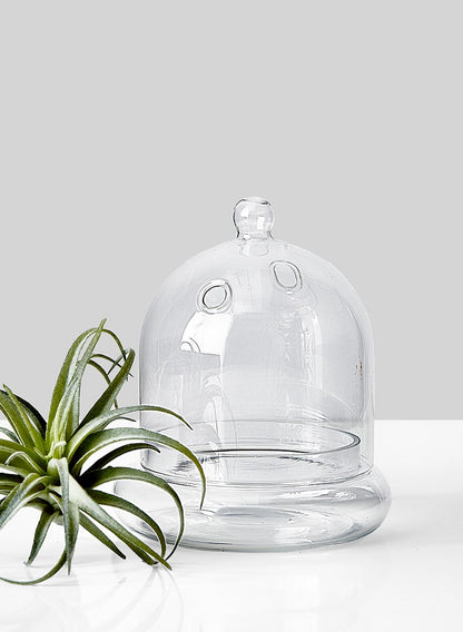 6in Glass Terrarium