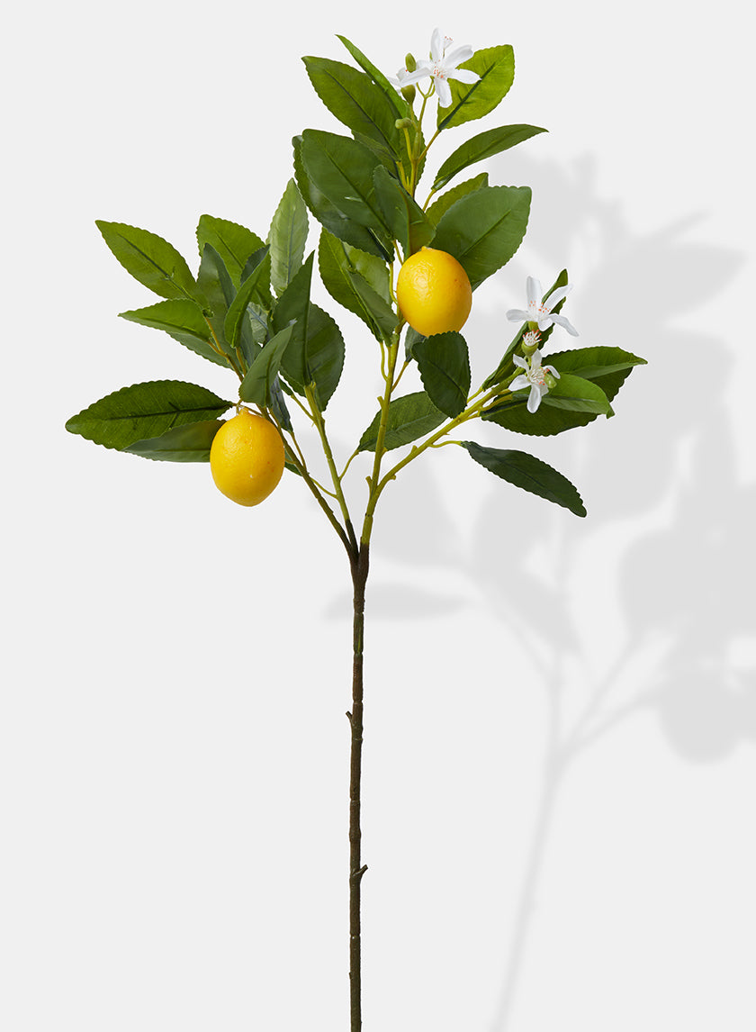 23in Baby Lemon Tree Pick