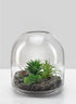 Small Victoria Glass Terrarium