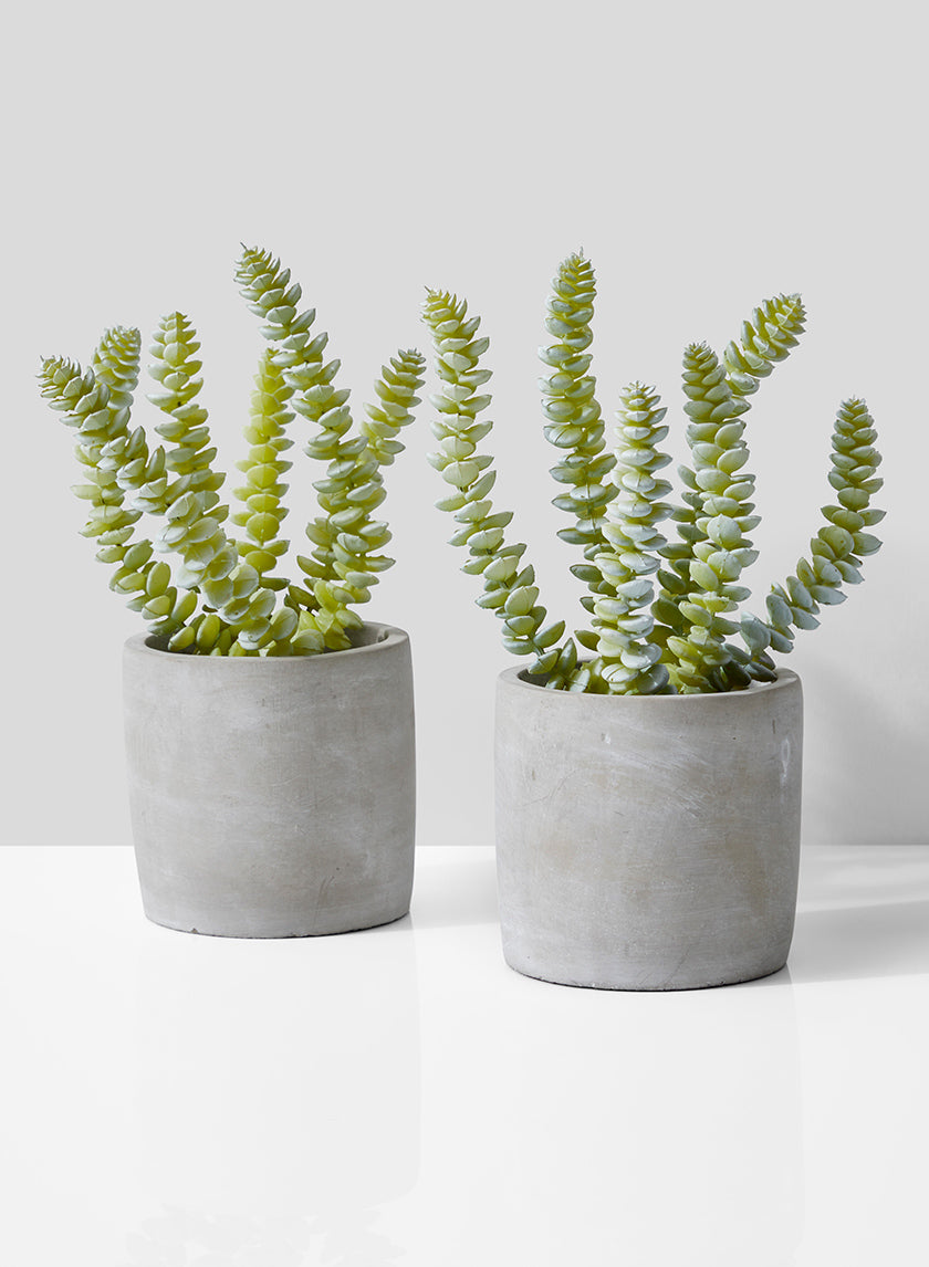 String Of Buttons Succulent In Grey Cement Pot