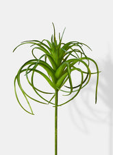 5in Tillandsia