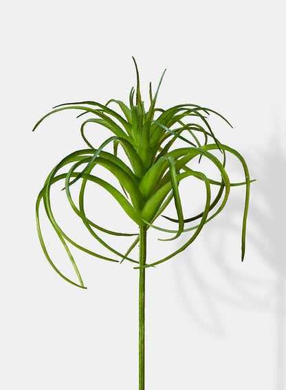 5in Tillandsia