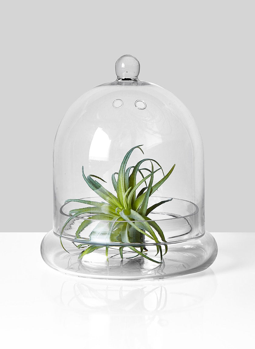 9  1/2in Glass Terrarium