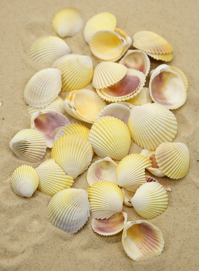 White Cockles