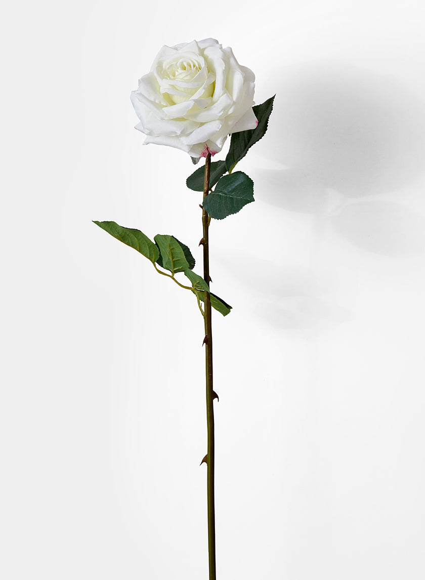 White Garden Rose