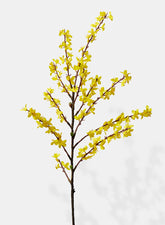 43in Winter Jasmine